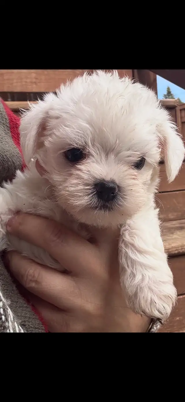 Morkie and shorkies for sale - Photo 10