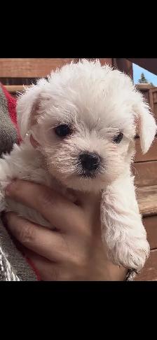 Morkie and shorkies for sale - Photo 10