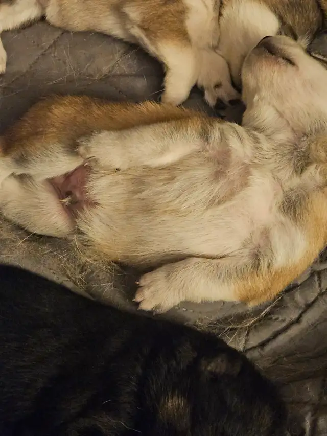 Unique Husky Shepherd puppies