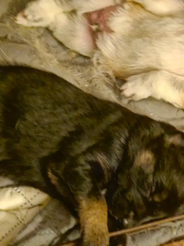 Unique Husky Shepherd puppies - Photo 2