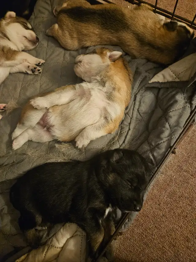 Unique Husky Shepherd puppies - Photo 3