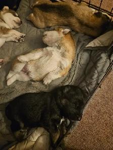 Unique Husky Shepherd puppies - Photo 3