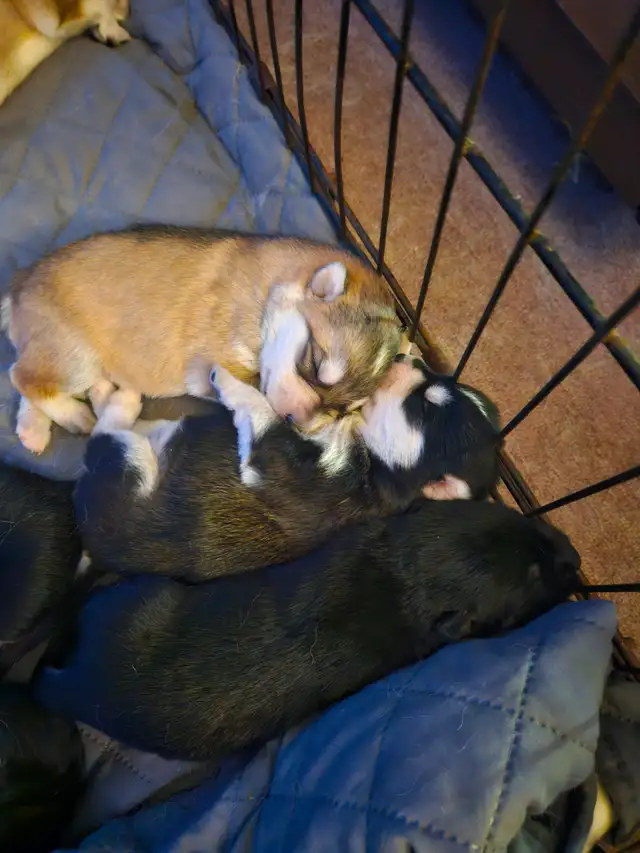 Unique Husky Shepherd puppies - Photo 5
