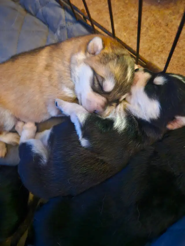 Unique Husky Shepherd puppies - Photo 6