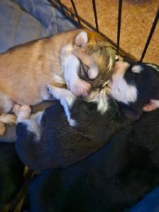 Unique Husky Shepherd puppies - Photo 6