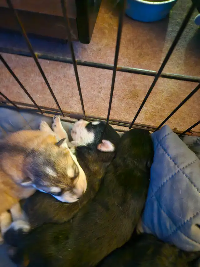 Unique Husky Shepherd puppies - Photo 7