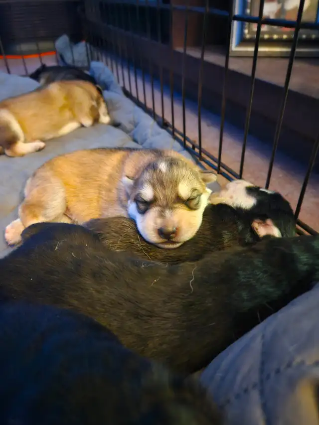 Unique Husky Shepherd puppies - Photo 8