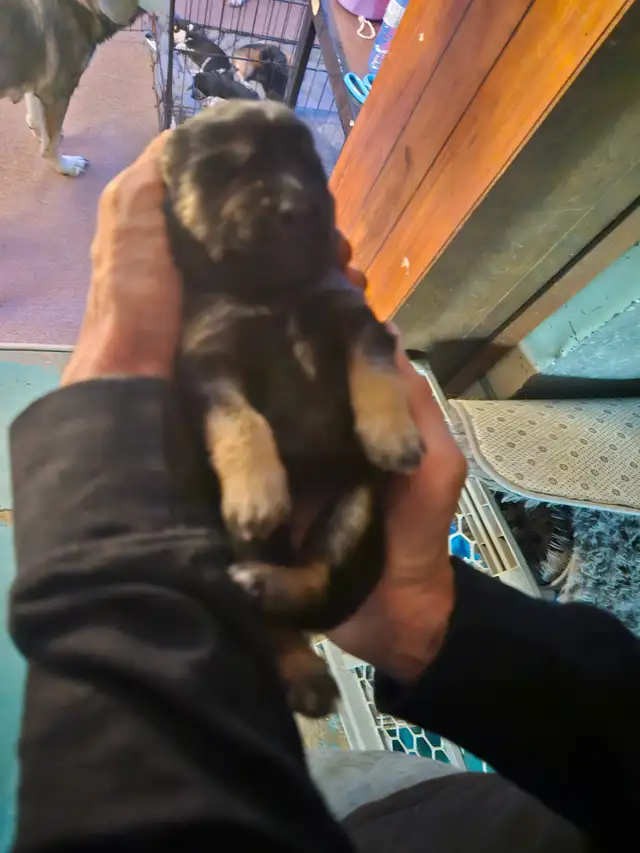 Unique Husky Shepherd puppies - Photo 9