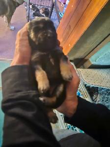 Unique Husky Shepherd puppies - Photo 9