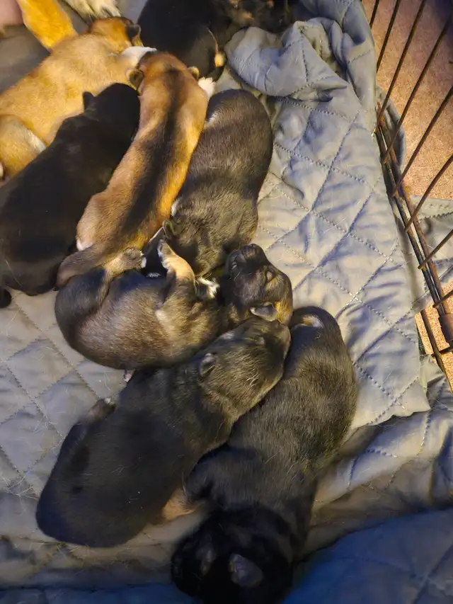 Unique Husky Shepherd puppies - Photo 10