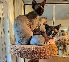 SPHYNX SEALPOINT FEMALE BREEDER SELLER'S CRITICAL HEALTH
