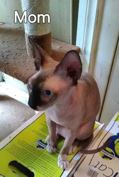 SPHYNX SEALPOINT FEMALE BREEDER SELLER'S CRITICAL HEALTH - Photo 2