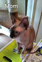 SPHYNX SEALPOINT FEMALE BREEDER SELLER'S CRITICAL HEALTH - Photo 2