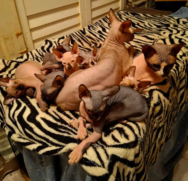 SPHYNX SEALPOINT FEMALE BREEDER SELLER'S CRITICAL HEALTH - Photo 3