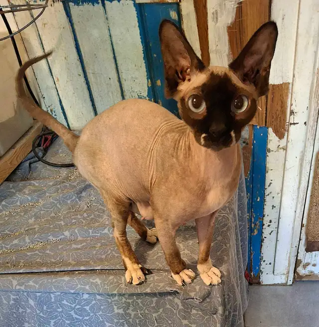 SPHYNX SEALPOINT FEMALE BREEDER SELLER'S CRITICAL HEALTH - Photo 5