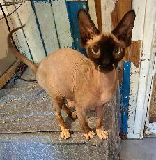 SPHYNX SEALPOINT FEMALE BREEDER SELLER'S CRITICAL HEALTH - Photo 5