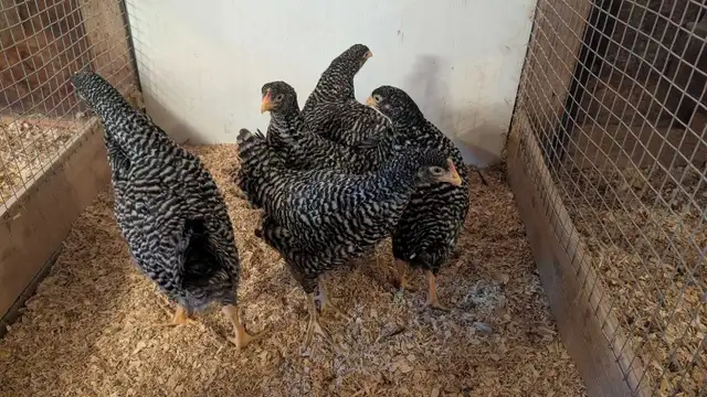 barred rock pullets