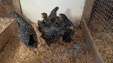 barred rock pullets