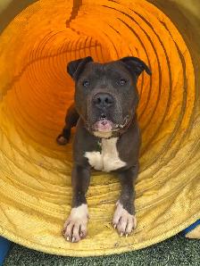 American Bulldog