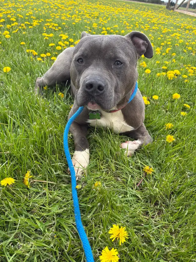 American Bulldog - Photo 2