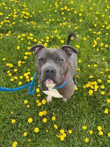 American Bulldog - Photo 4