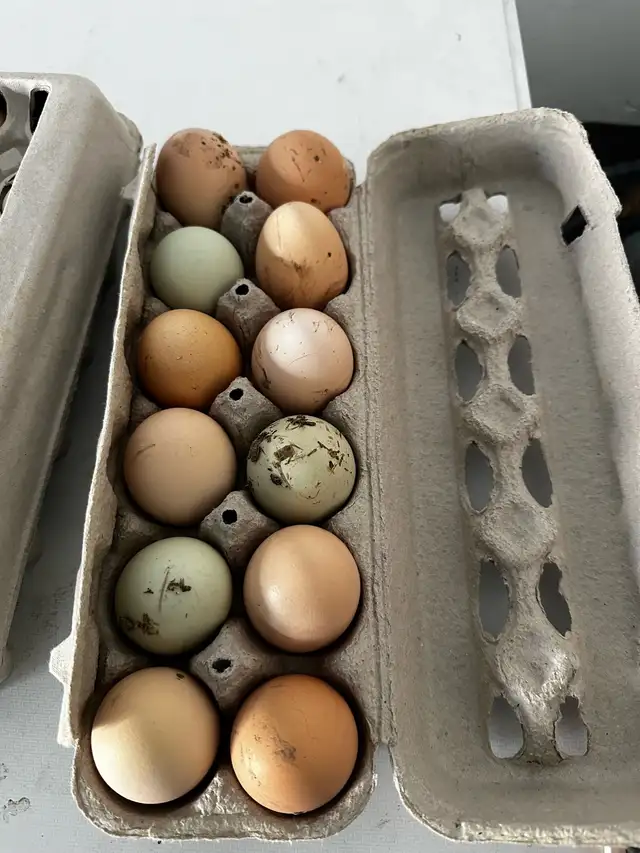 FREE RANGE ORGANIC FRESH FARM EGGS