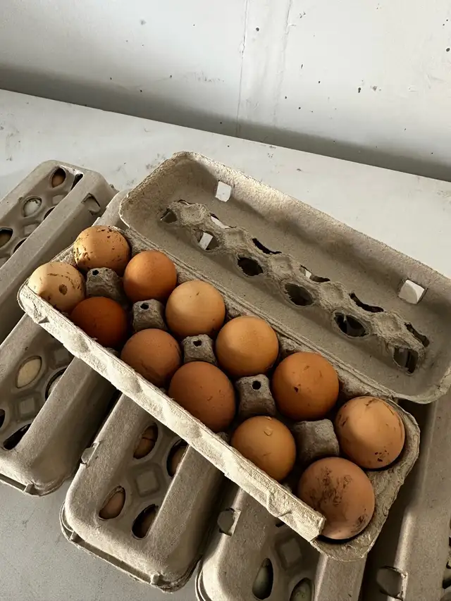 FREE RANGE ORGANIC FRESH FARM EGGS - Photo 2