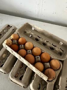 FREE RANGE ORGANIC FRESH FARM EGGS - Photo 2