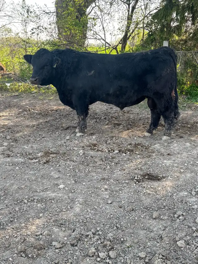 2yr old SIMM BULL