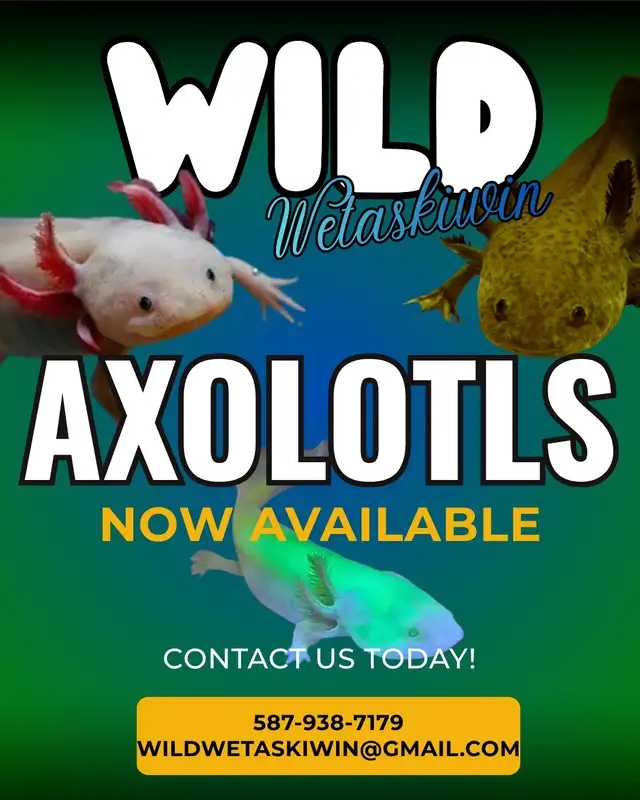 Axolotls