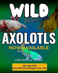 Axolotls