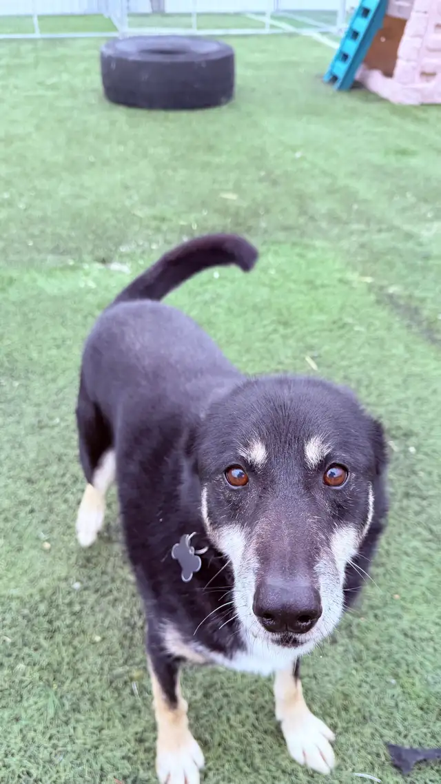 Husky Mix - Photo 2