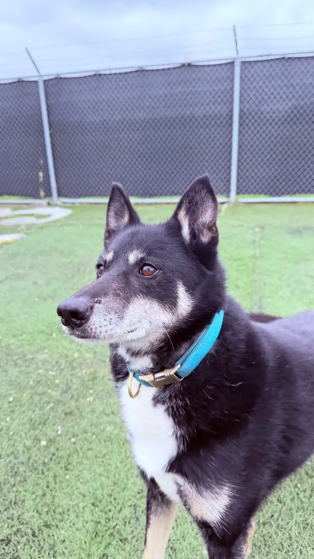 Husky Mix - Photo 3