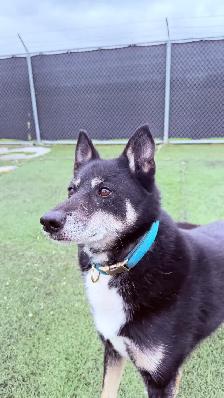 Husky Mix - Photo 3