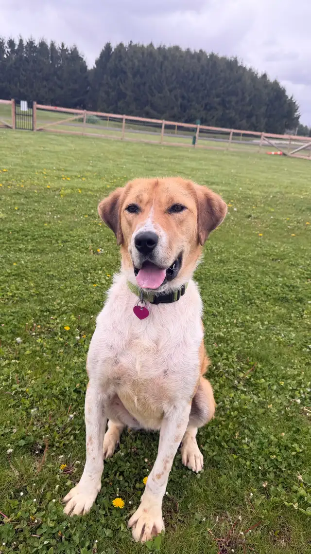 Anatolian Shepherd Mix