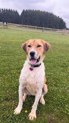 Anatolian Shepherd Mix