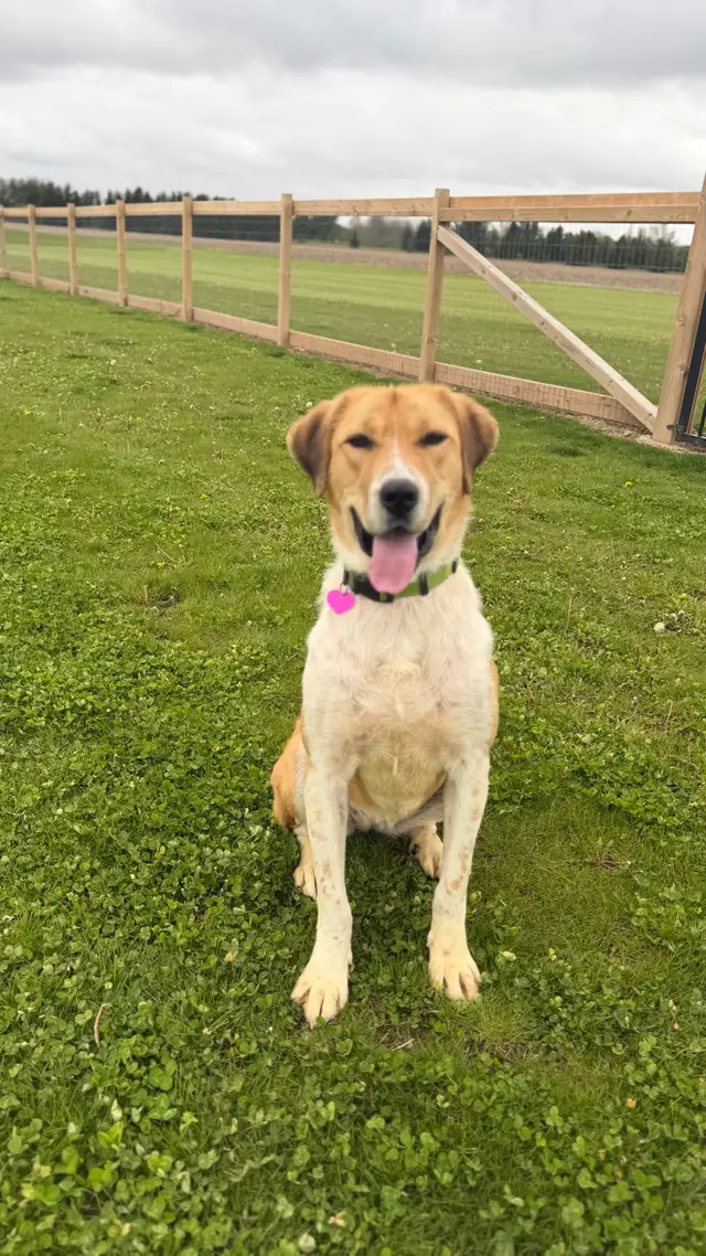 Anatolian Shepherd Mix - Photo 2
