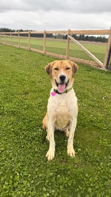 Anatolian Shepherd Mix - Photo 2