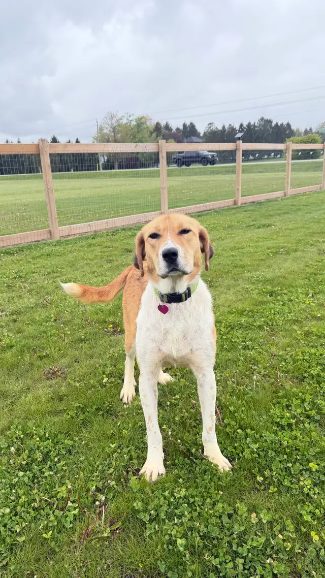 Anatolian Shepherd Mix - Photo 3