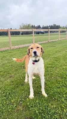 Anatolian Shepherd Mix - Photo 3