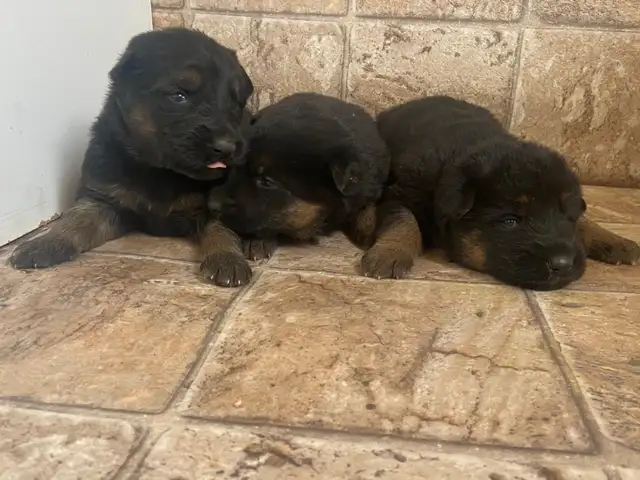 CKC Reg German Shepherd Pups Available