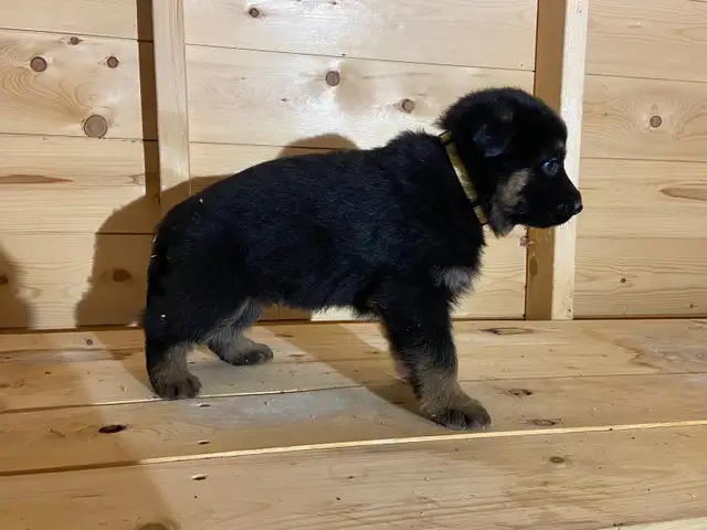 CKC Reg German Shepherd Pups Available - Photo 2