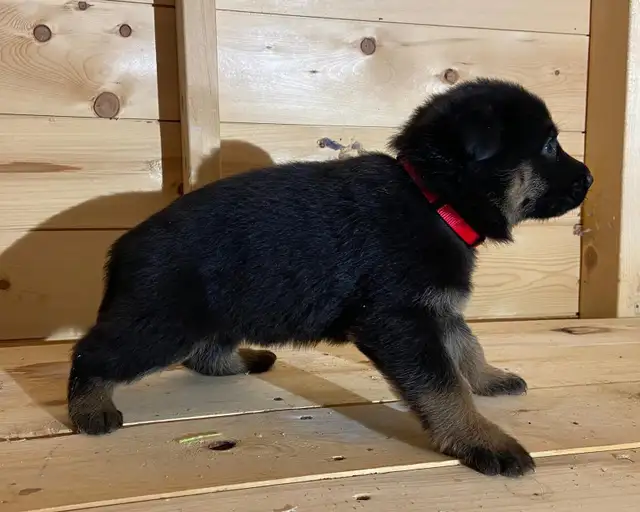 CKC Reg German Shepherd Pups Available - Photo 3