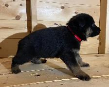 CKC Reg German Shepherd Pups Available - Photo 3