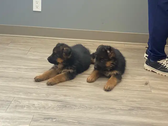 CKC Reg German Shepherd Pups Available - Photo 4