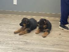 CKC Reg German Shepherd Pups Available - Photo 4