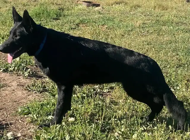CKC Reg German Shepherd Pups Available - Photo 5