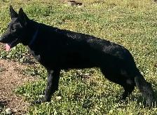 CKC Reg German Shepherd Pups Available - Photo 5