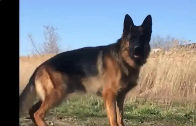 CKC Reg German Shepherd Pups Available - Photo 6