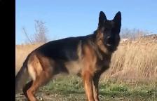 CKC Reg German Shepherd Pups Available - Photo 6